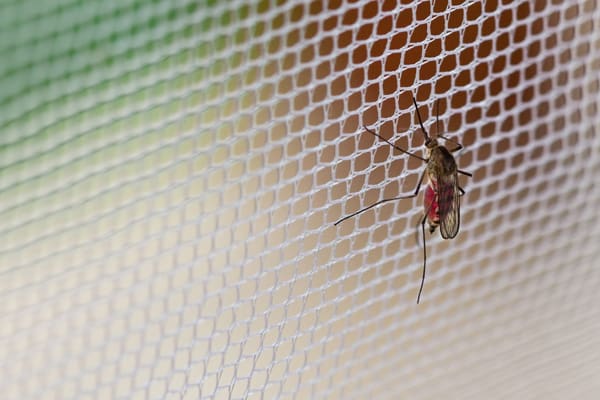 Insektenschutz für das Dachfenster